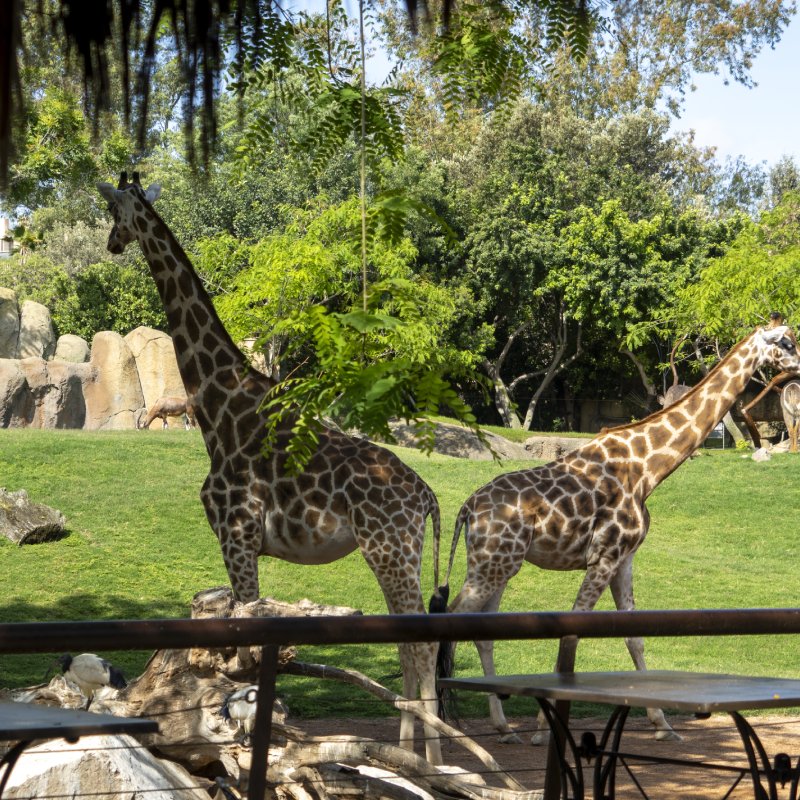 Bioparc Valencia entradas